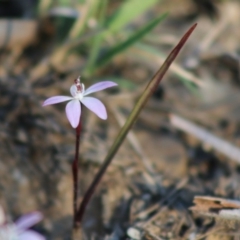 Caladenia fuscata at Mongarlowe, NSW - suppressed