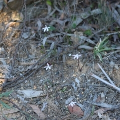 Caladenia fuscata at Mongarlowe, NSW - suppressed