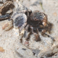 Maratus vespertilio at Downer, ACT - 7 Sep 2020