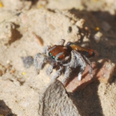 Maratus calcitrans (Kicking peacock spider) at Downer, ACT - 7 Sep 2020 by Harrisi