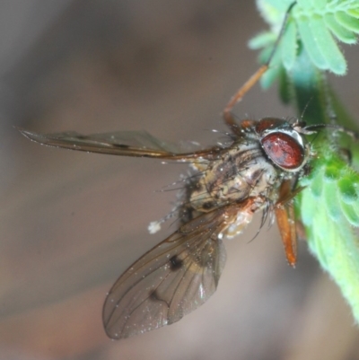 Helina sp. (genus) (Muscid fly) at Downer, ACT - 7 Sep 2020 by Harrisi