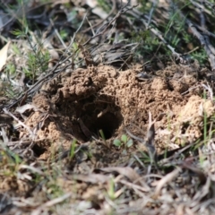 Perameles nasuta (Long-nosed Bandicoot) at Mongarlowe, NSW - 7 Sep 2020 by LisaH