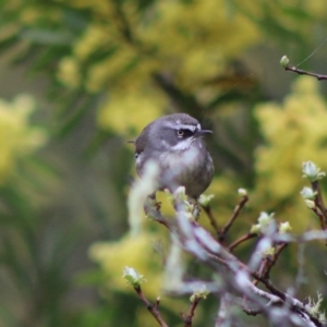 Sericornis frontalis at Mongarlowe, NSW - 7 Sep 2020