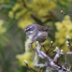 Sericornis frontalis at Mongarlowe, NSW - 7 Sep 2020