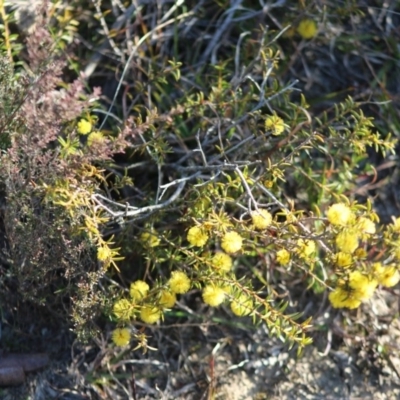 Unidentified Wattle at Mongarlowe, NSW - 6 Sep 2020 by LisaH