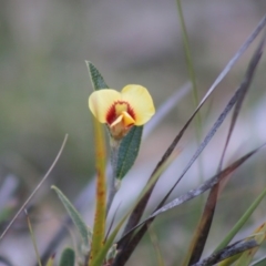 Mirbelia platylobioides (Large-flowered Mirbelia) at Mongarlowe River - 6 Sep 2020 by LisaH