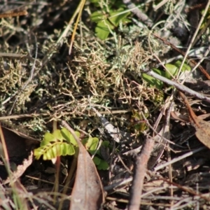 Pellaea calidirupium at Mongarlowe, NSW - suppressed