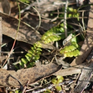 Pellaea calidirupium at Mongarlowe, NSW - suppressed