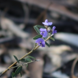 Hovea heterophylla at Mongarlowe, NSW - 6 Sep 2020