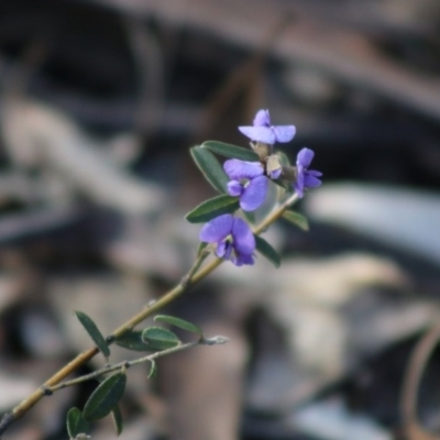 Hovea heterophylla (Common Hovea) at Mongarlowe River - 6 Sep 2020 by LisaH