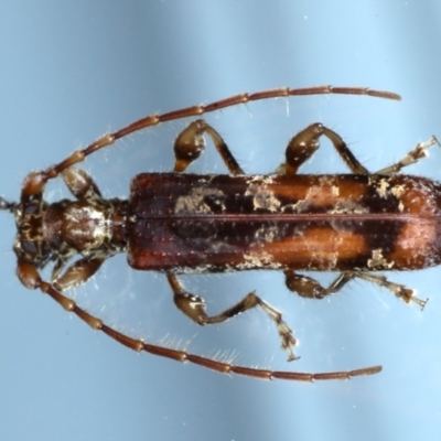 Tessaromma undatum (Velvet eucalypt longhorn beetle) at Ainslie, ACT - 4 Sep 2020 by jbromilow50