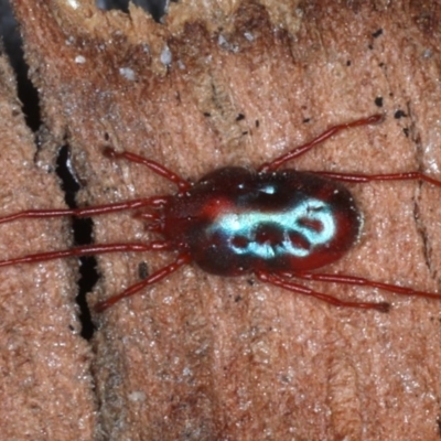 Rainbowia sp. (genus) (A mite) at Majura, ACT - 4 Sep 2020 by jb2602