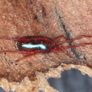 Rainbowia sp. (genus) at Majura, ACT - 4 Sep 2020