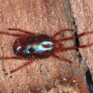 Rainbowia sp. (genus) at Majura, ACT - 4 Sep 2020