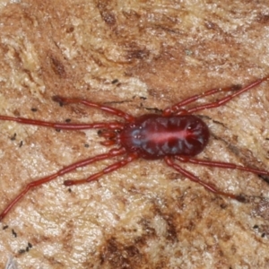 Rainbowia sp. (genus) at Majura, ACT - 4 Sep 2020