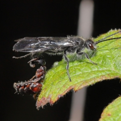 Tiphiidae (family) (Unidentified Smooth flower wasp) at Paddys River, ACT - 6 Sep 2020 by TimL