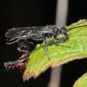 Tiphiidae (family) at Paddys River, ACT - 6 Sep 2020 01:10 PM