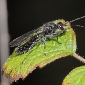 Tiphiidae (family) at Paddys River, ACT - 6 Sep 2020 01:10 PM