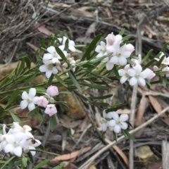 Eriostemon australasius (Pink Wax Flower) at Wattle Ridge, NSW - 3 Sep 2020 by GlossyGal