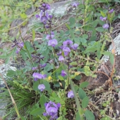 Glycine tabacina (Variable Glycine) at Rob Roy Range - 31 Mar 2020 by MichaelBedingfield