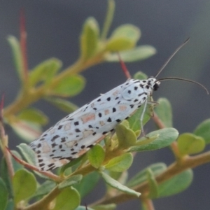 Utetheisa pulchelloides at Banks, ACT - 31 Mar 2020