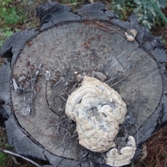 Trametes sp. at Isaacs, ACT - 7 Sep 2020 by Mike