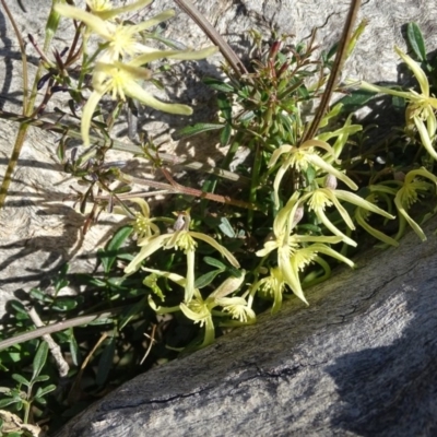 Clematis leptophylla (Small-leaf Clematis, Old Man's Beard) at Isaacs Ridge - 7 Sep 2020 by Mike