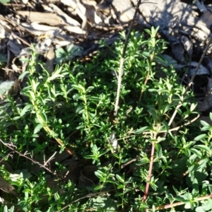 Hypericum perforatum at Isaacs Ridge - 7 Sep 2020