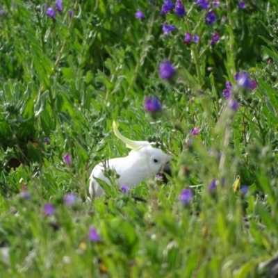 Cacatua galerita (Sulphur-crested Cockatoo) at O'Malley, ACT - 8 Sep 2020 by Mike