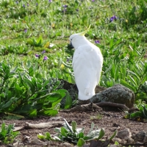 Cacatua galerita at O'Malley, ACT - 8 Sep 2020