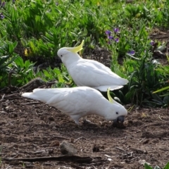 Cacatua galerita at O'Malley, ACT - 8 Sep 2020