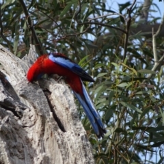 Platycercus elegans (Crimson Rosella) at O'Malley, ACT - 8 Sep 2020 by Mike