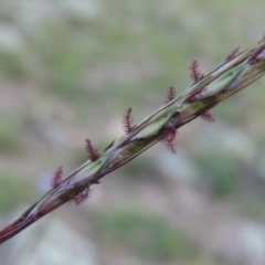 Bothriochloa macra (Red Grass, Red-leg Grass) at Conder, ACT - 31 Mar 2020 by MichaelBedingfield