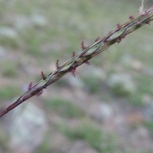 Bothriochloa macra at Conder, ACT - 31 Mar 2020