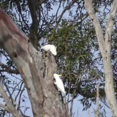 Cacatua galerita (Sulphur-crested Cockatoo) at O'Malley, ACT - 8 Sep 2020 by Mike