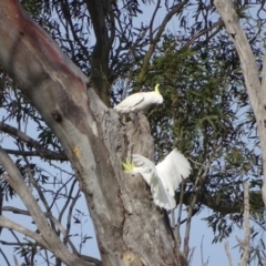 Cacatua galerita at O'Malley, ACT - 8 Sep 2020