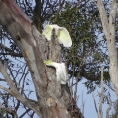 Cacatua galerita at O'Malley, ACT - 8 Sep 2020