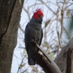 Callocephalon fimbriatum (Gang-gang Cockatoo) at Isaacs Ridge and Nearby - 8 Sep 2020 by Mike