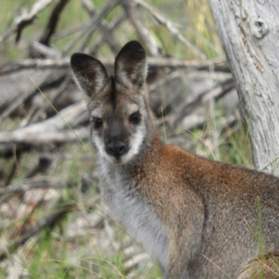 Notamacropus rufogriseus (Red-necked Wallaby) at Aranda Bushland - 5 Sep 2020 by MatthewFrawley