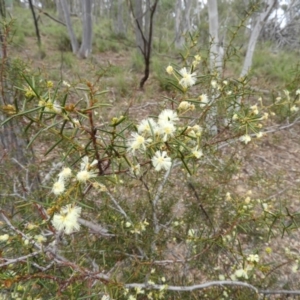 Acacia genistifolia at Holt, ACT - 5 Sep 2020