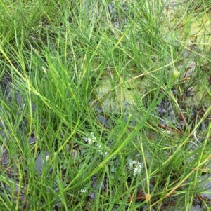 Juncus sp. at Holt, ACT - 5 Nov 2018 12:21 PM