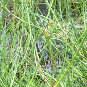 Juncus sp. at Holt, ACT - 5 Nov 2018 12:21 PM