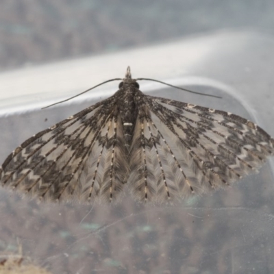 Alucita phricodes (A Many-plumed Moth) at Higgins, ACT - 8 Sep 2020 by AlisonMilton