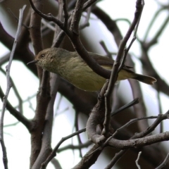 Acanthiza reguloides (Buff-rumped Thornbill) at West Wodonga, VIC - 7 Sep 2020 by KylieWaldon