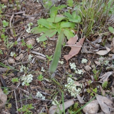 Caladenia actensis (Canberra Spider Orchid) at Majura, ACT by petersan