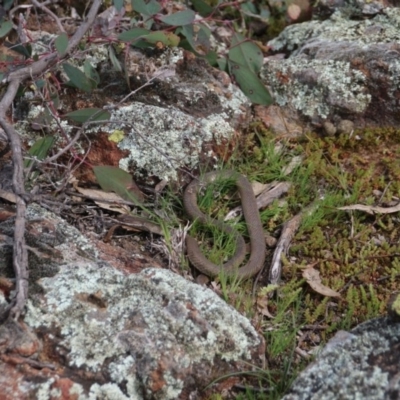Pseudonaja textilis (Eastern Brown Snake) at Watson, ACT - 8 Sep 2020 by petersan