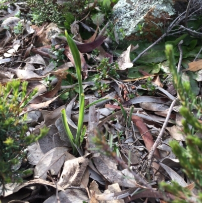 Diuris sp. (A Donkey Orchid) at Watson, ACT - 7 Sep 2020 by petersan