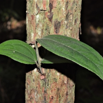 Rhodamnia rubescens (Scrub Turpentine, Brown Malletwood) at Barrengarry, NSW - 7 Sep 2020 by plants