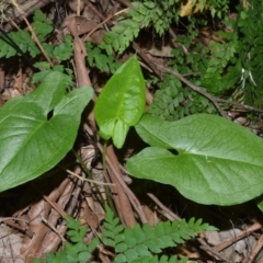 Typhonium eliosurum at Barrengarry, NSW - 7 Sep 2020 by plants