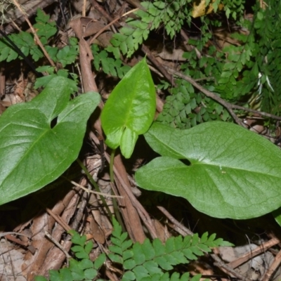 Typhonium eliosurum at Barrengarry, NSW - 7 Sep 2020 by plants